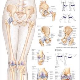 Hip & Knee Chart 26 X 20 Hip & Knee Chart 26 X 20