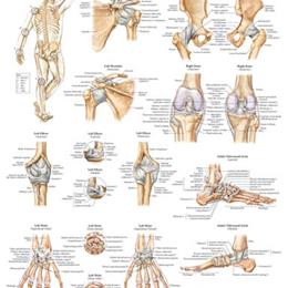 Ligaments of the Joints Chart 20 x26