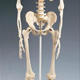 Skeleton Model Plastic