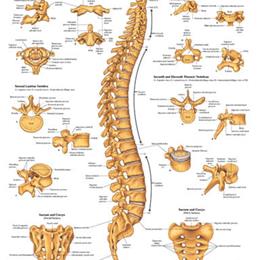 Vertebral Column Chart 20 w X 26 h